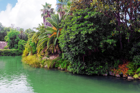 Beautiful landscape of humid tropical jungleの写真素材