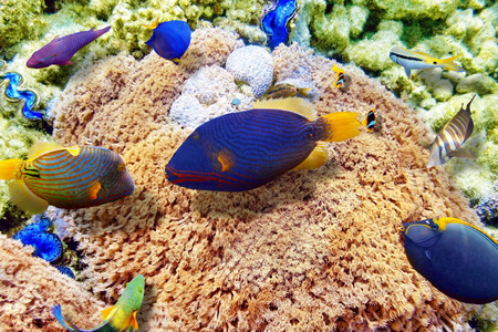 Wonderful and beautiful underwater world with corals and tropical fish.の写真素材