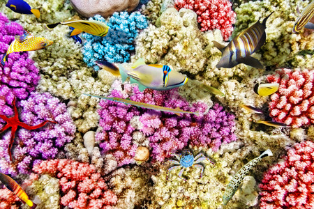 Wonderful and beautiful underwater world with corals and tropical fish.の写真素材