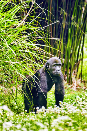 Gorilla Wisdom in its natural habitat in the wildの写真素材