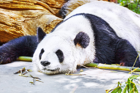 Cute sleeping panda in its natural habitat.の写真素材