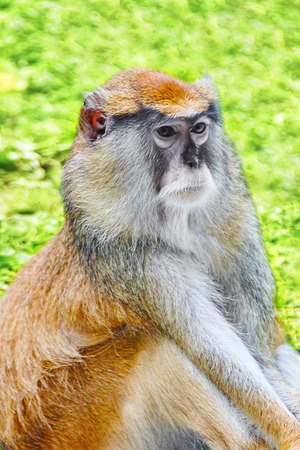 Patas monkey in its natural habitat of wildlife.
