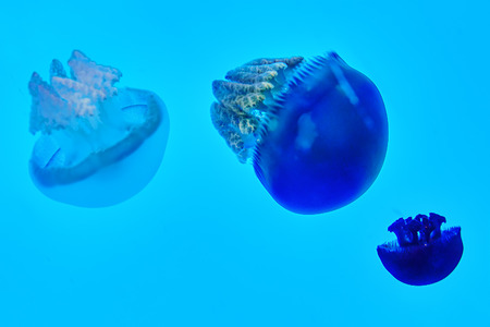 Beautiful jellyfish in their natural habitat.の写真素材
