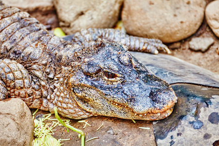 Wildlife Crocodile in its natural habitat of the wild.の写真素材