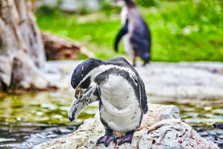 Jackass Penguin in its natural habitat in nature.の写真素材