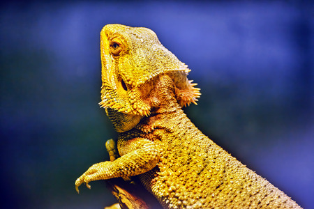 Bartagame animal , (Amphibolurus barbatus, Pogona barbatus)の写真素材