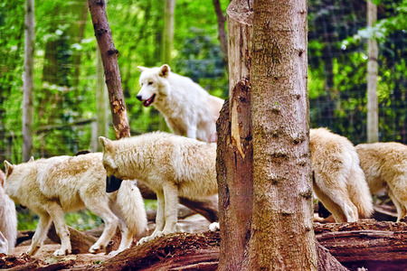 Pack of gray wolves (canis lupus) in its natural habitat.