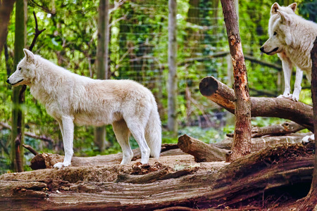 Pack of gray wolves (canis lupus) in its natural habitat.の写真素材