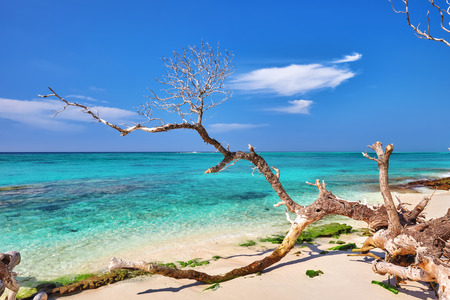 Shoreline of a tropical island in the Maldives and view of the Indian Ocean.の写真素材