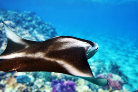 Manta ray in Indian Ocean - Maldives, near Thoddoo island.の写真素材