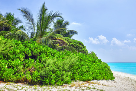 Shoreline of a tropical island in the Maldives and view of the Indian Ocean.の写真素材