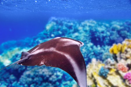 Manta ray in Indian Ocean - Maldives, near Thoddoo island.