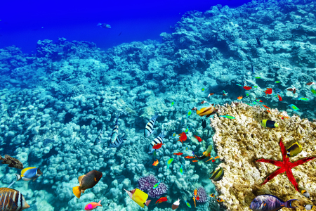 Wonderful and beautiful underwater world with corals and tropical fish.の写真素材