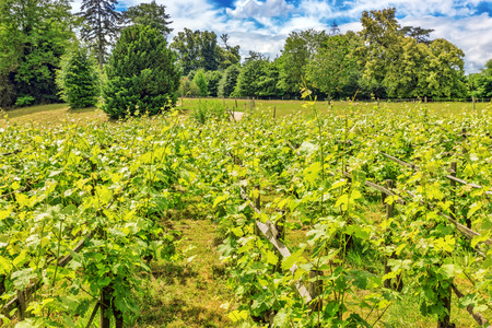 Vineyards in the French countryside on a sunny day.のeditorial素材