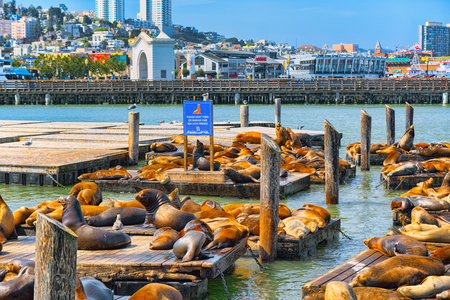 San Francisco, California, USA - September 10, 2018: Seals Rookery. Ocean Quay in the north of San Francisco.の写真素材