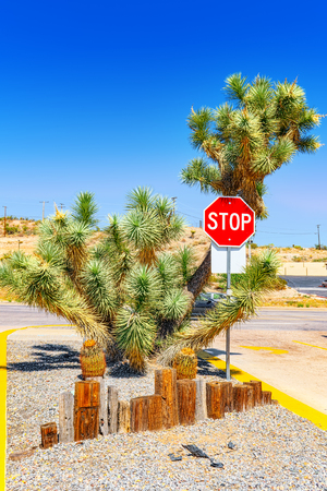 Wild cactus  in natural habitat conditions. USA.の写真素材