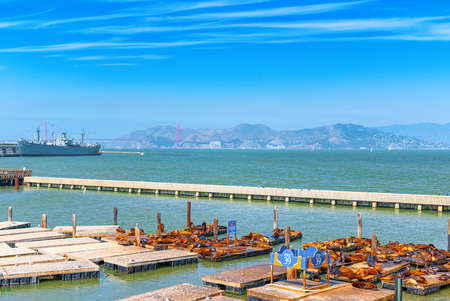 San Francisco, California, USA - September 10, 2018: Seals Rookery. Ocean Quay in the north of San Francisco.のeditorial素材
