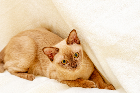 Burmese cat kitty color chocolate, is a breed of domestic cat, originating in Thailand, believed to have its roots near the present Thai-Burma.の写真素材
