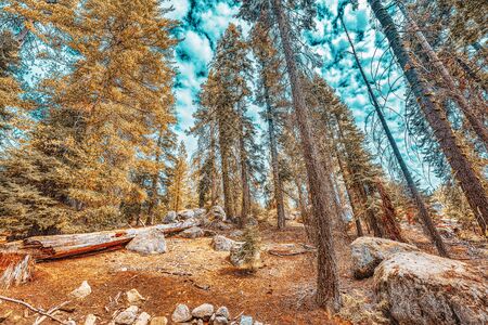 Forest of ancient sequoias in Yosemeti National Park. California. USAの写真素材
