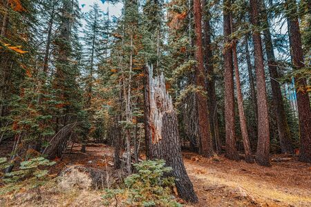 Magnificent national American natural park - Yosemite. California. USA.の写真素材