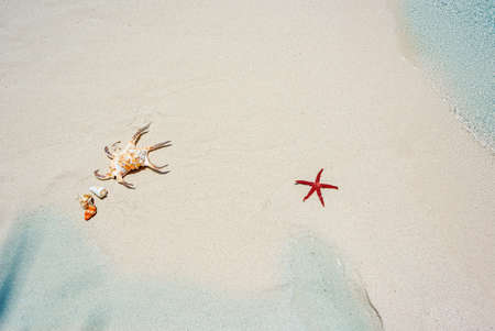 Starfish, shells on the sand on the shore of the Indian Ocean. Maldives islands.の写真素材