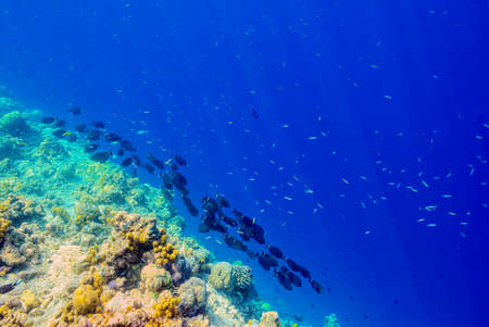 The magnificent underwater world of the Maldives. Omadhoo (Alif Dhaal Atoll)の写真素材