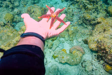 Hand holding a live starfish. Omadhoo (Alif Dhaal Atoll)の写真素材