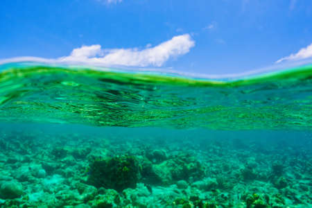 The magnificent underwater world of the Maldives. Omadhoo (Alif Dhaal Atoll)の写真素材