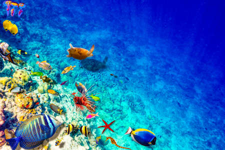 The magnificent underwater world of the Maldives. Omadhoo (Alif Dhaal Atoll)