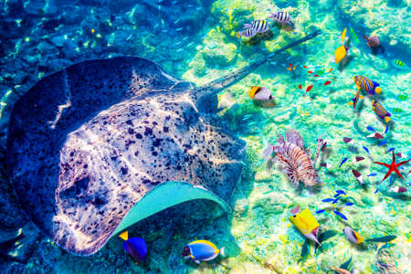 The magnificent underwater world of the Maldives. Omadhoo (Alif Dhaal Atoll)の写真素材