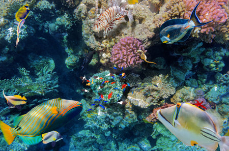 Magnificent underwater world in tropical ocean.