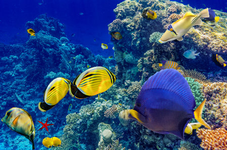 Magnificent underwater world in tropical ocean.