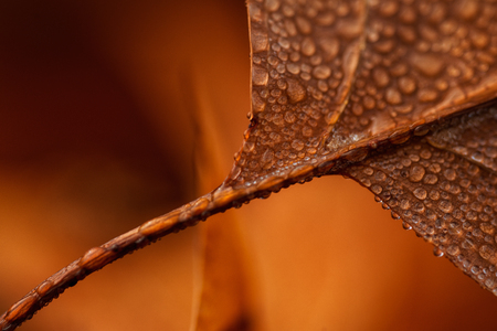 The stories, that magical forests tell us in the autumnの写真素材