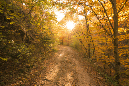 Autumn path in the forestの写真素材