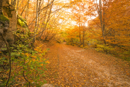 Autumn path in the forestの写真素材