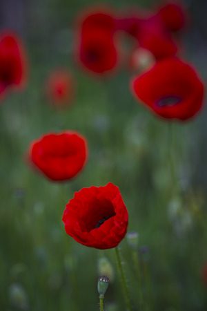 An image of field of poppiesの写真素材