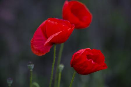 An image of field of poppiesの写真素材
