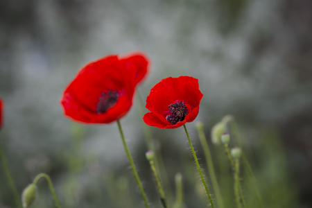 An image of field of poppiesの写真素材