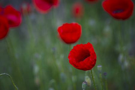 An image of field of poppiesの写真素材