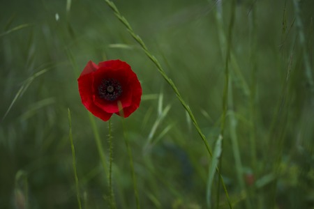 Field of poppiesの写真素材