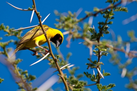 Southern Masked Weaverの写真素材