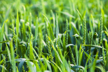 Green grass under blue skyの写真素材