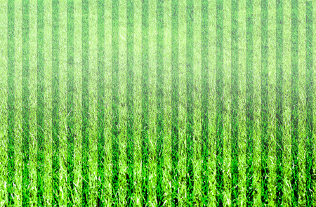 Green grass natural backgroundの写真素材