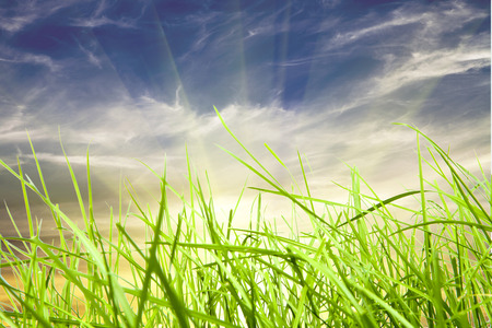 field green grass isolation on the sky backgroundsの写真素材