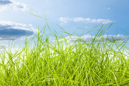 green grass isolation on the white backgroundsの写真素材