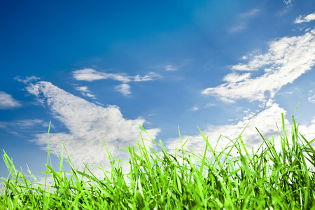 field green grass isolation on the sky backgroundsの写真素材