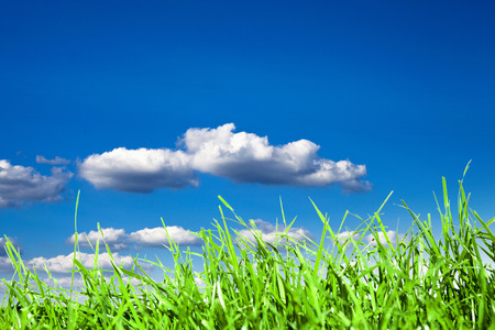 field green grass isolation on the sky backgroundsの写真素材