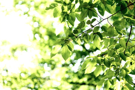 autumn backgroundの写真素材