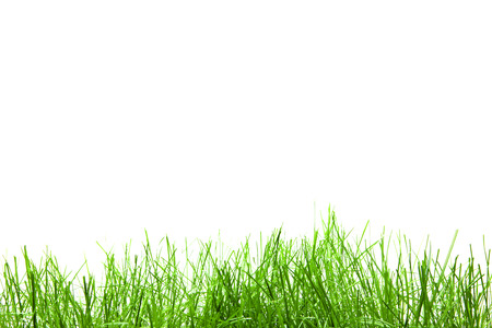 green grass isolationの写真素材
