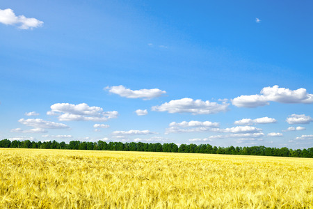 Beautiful spring field with the blue skyの写真素材